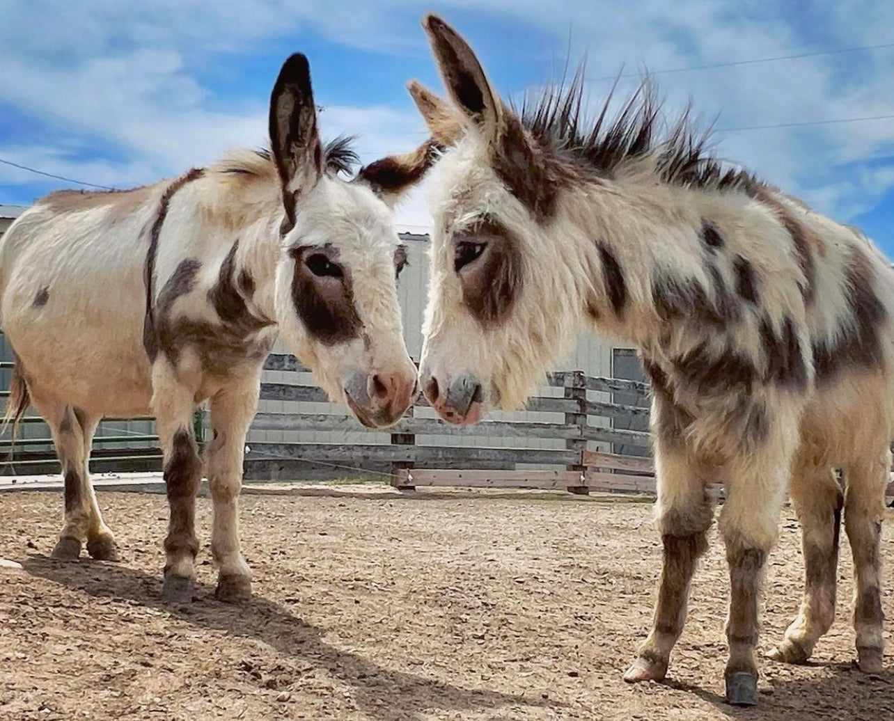 Mini Donkey: The Perfect Pet? - Double Donkey Ranch