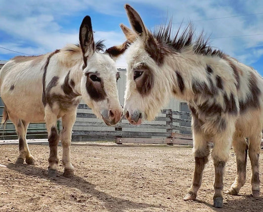 Mini Donkey: The Perfect Pet?
