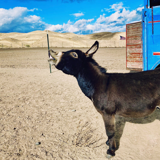 The Mini Donkey With a Mighty Bray